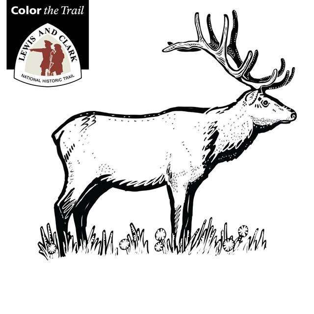 Color the trail animals of lewis and clark us national park service