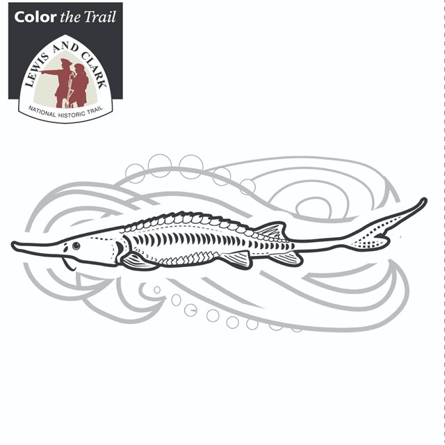 Color the trail animals of lewis and clark us national park service