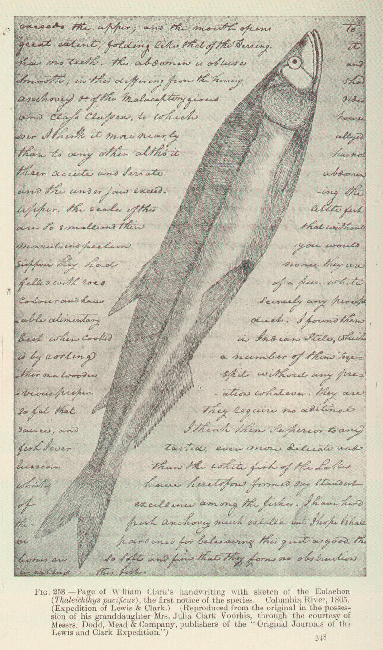 Page of william clarks handwriting with sketch of the eulachon thaleichthys pacificus the first notice of the species columbia river expedition of lewis clark