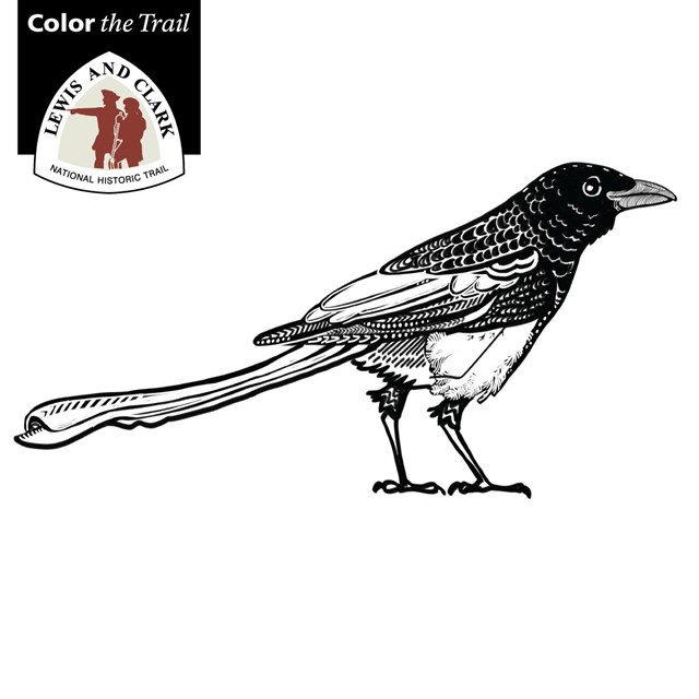 Color the trail animals of lewis and clark us national park service