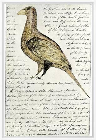 Sketch by william clark of cock of the plains in the lewis and clark expedition diary giclee print