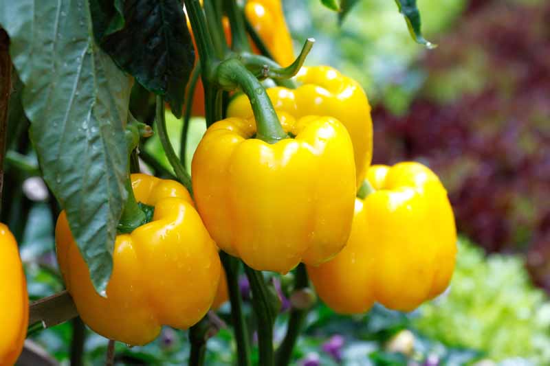 How to grow and harvest bell peppers gardeners path