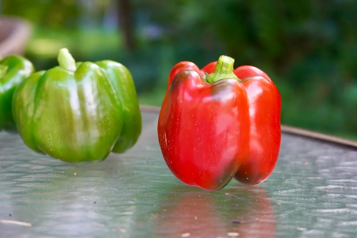 When to pick bell peppers