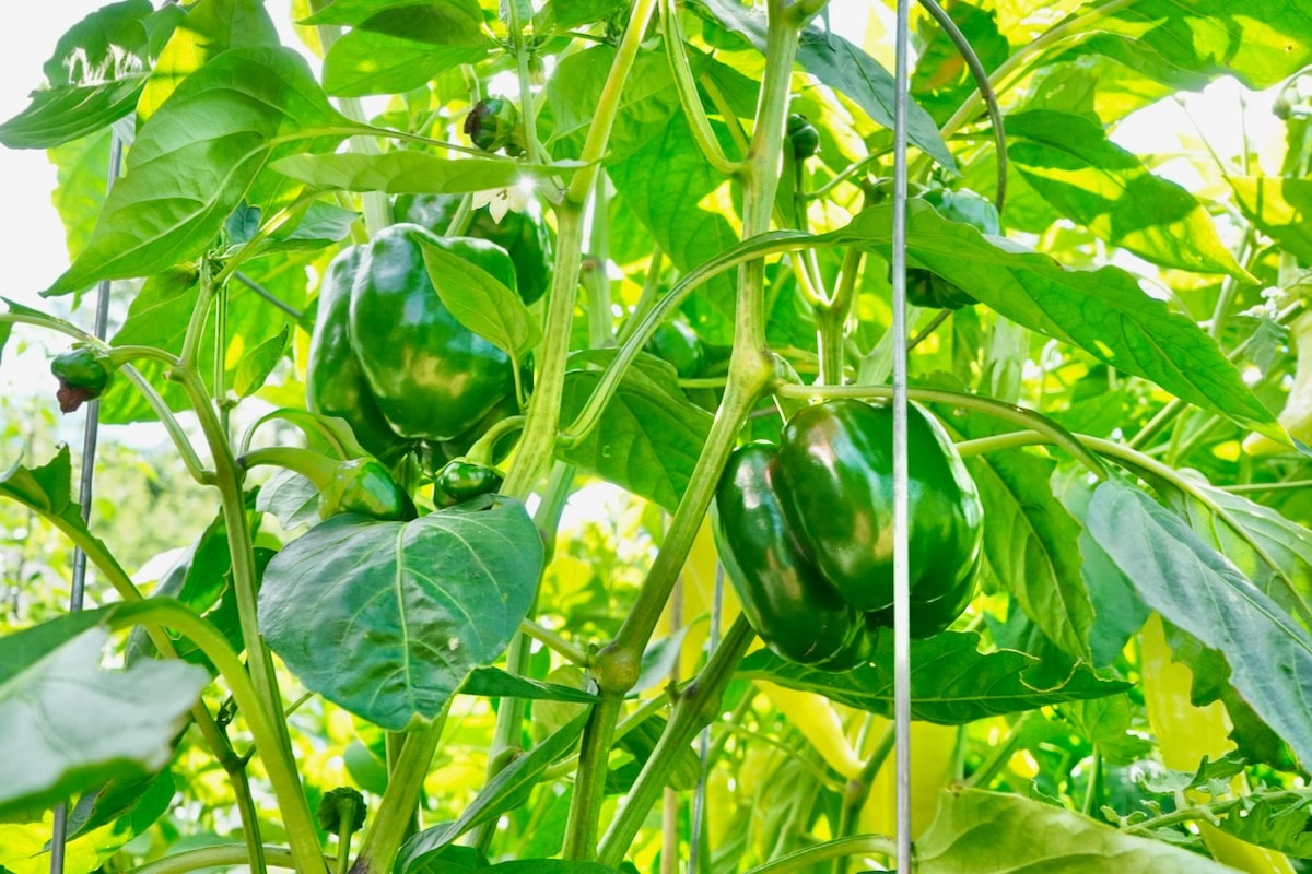 When to pick bell peppers