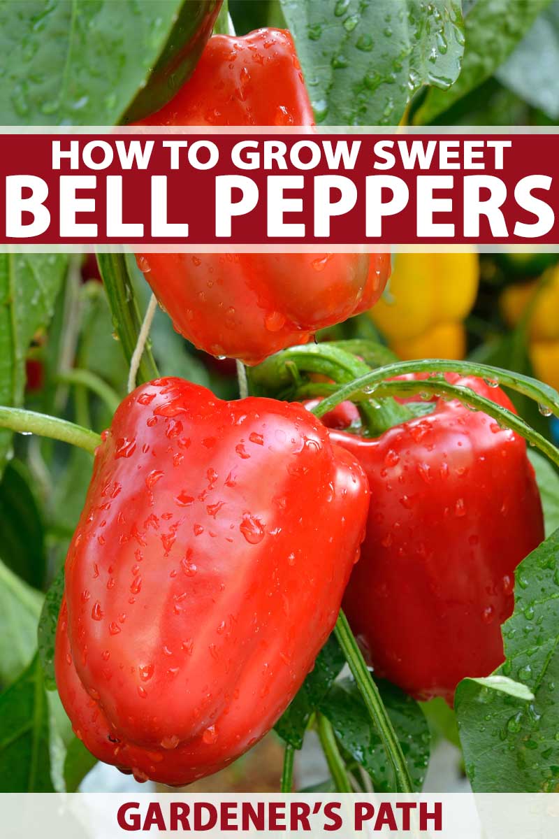 How to grow and harvest bell peppers gardeners path