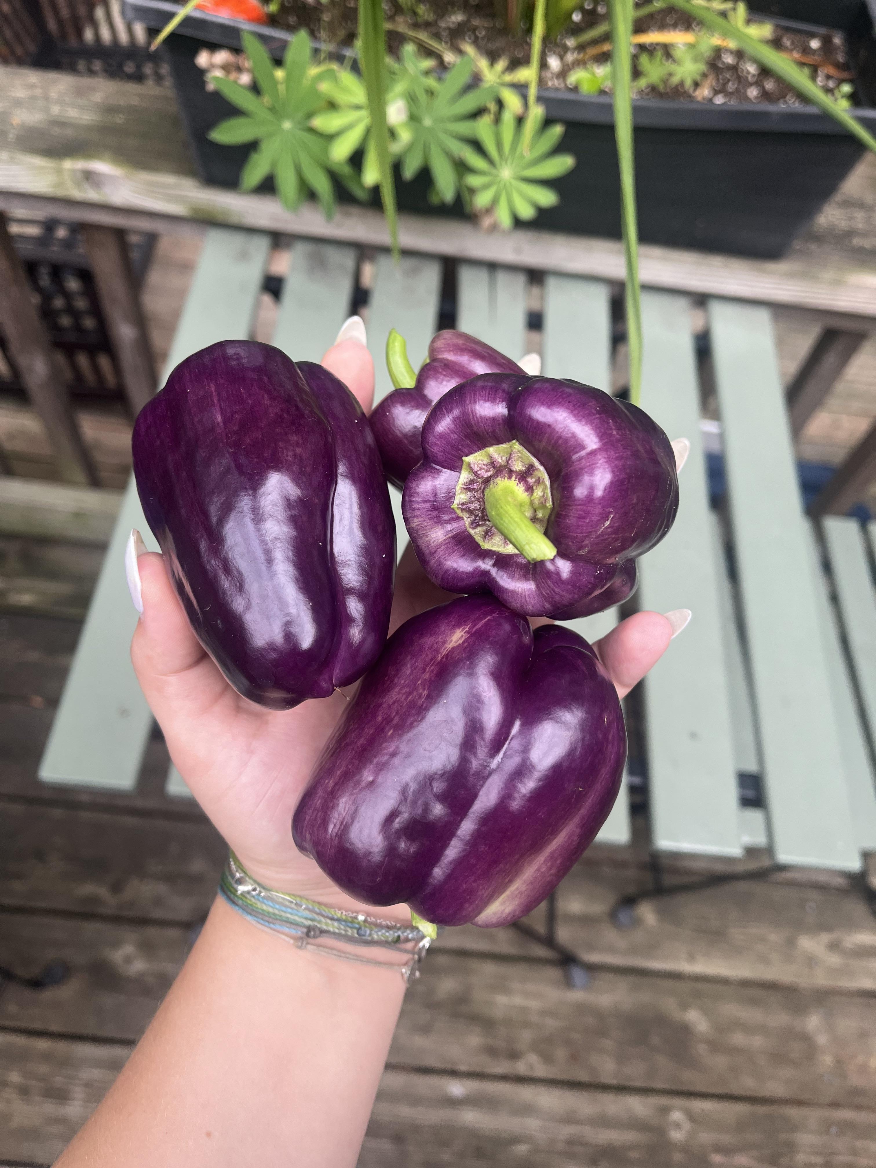 Are purple peppers usually this small rgardening