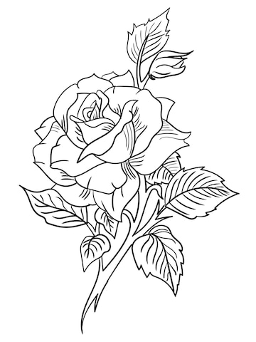 Una hermosa rosa para colorear libros o diseãos de tatuaj vector premium