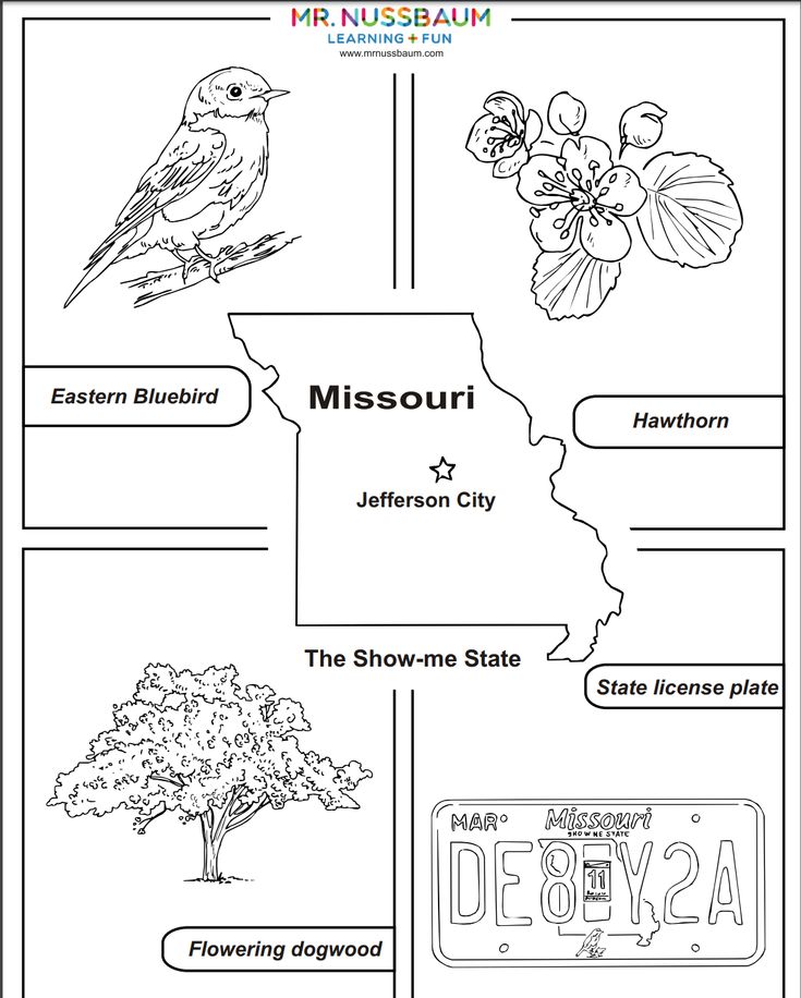 This awesome coloring activities allows students to design missouris state bird flower tree and lâ missouri state history geography activities state symbols