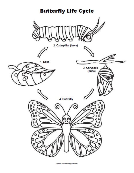Life cycle of a butterfly coloring page â free printable