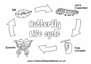 Butterfly life cycle louring page