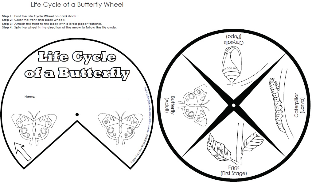 Butterfly life cycle