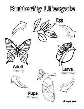 Butterfly lifecycle coloring sheet by the barefoot mom tpt