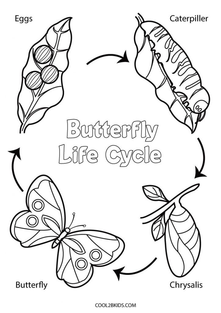 Printable butterfly coloring pages for kids butterfly coloring page butterfly life cycle coloring pages
