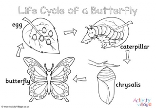 Butterfly life cycle louring pages set