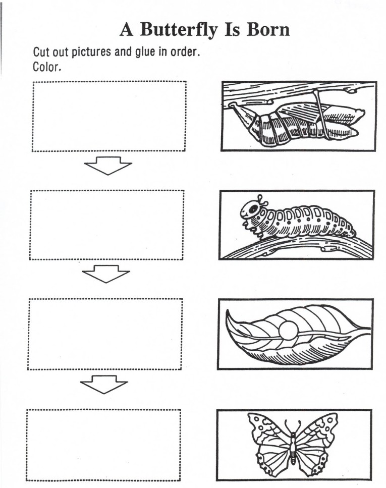 Life cycle butterfly coloring page for kids crafts and worksheets for preschooltoddler and kindergarten