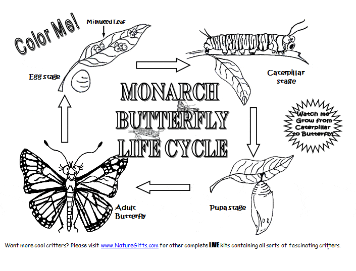 Monarch butterfly life cycle coloring page