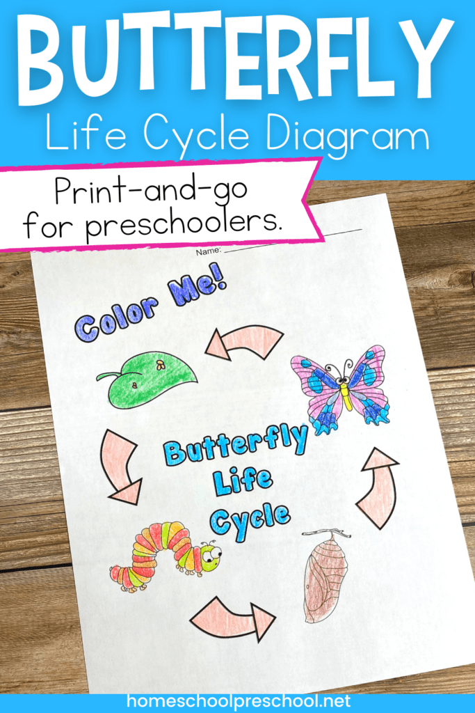 Free printable butterfly life cycle coloring page for kids