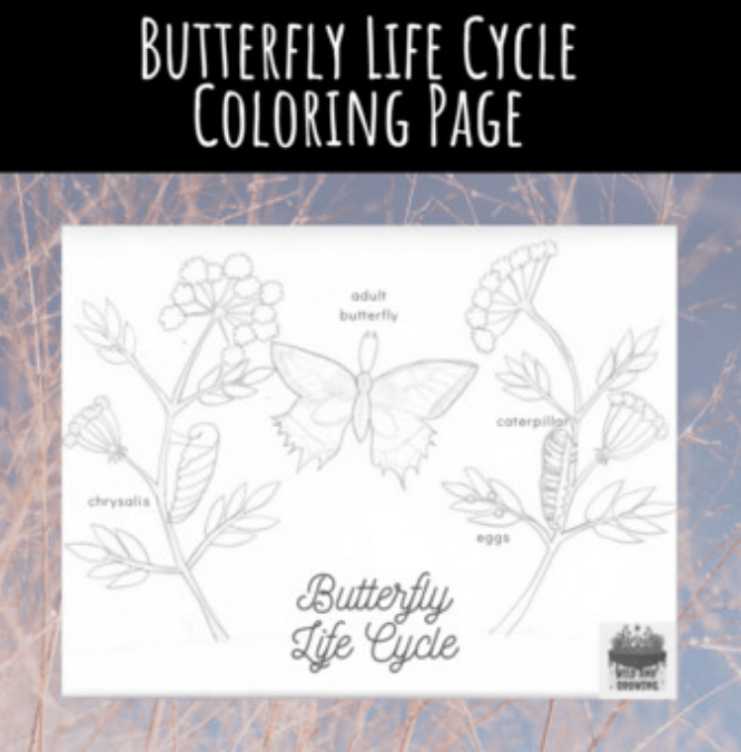 Butterfly life cycle coloring page â wild and growing