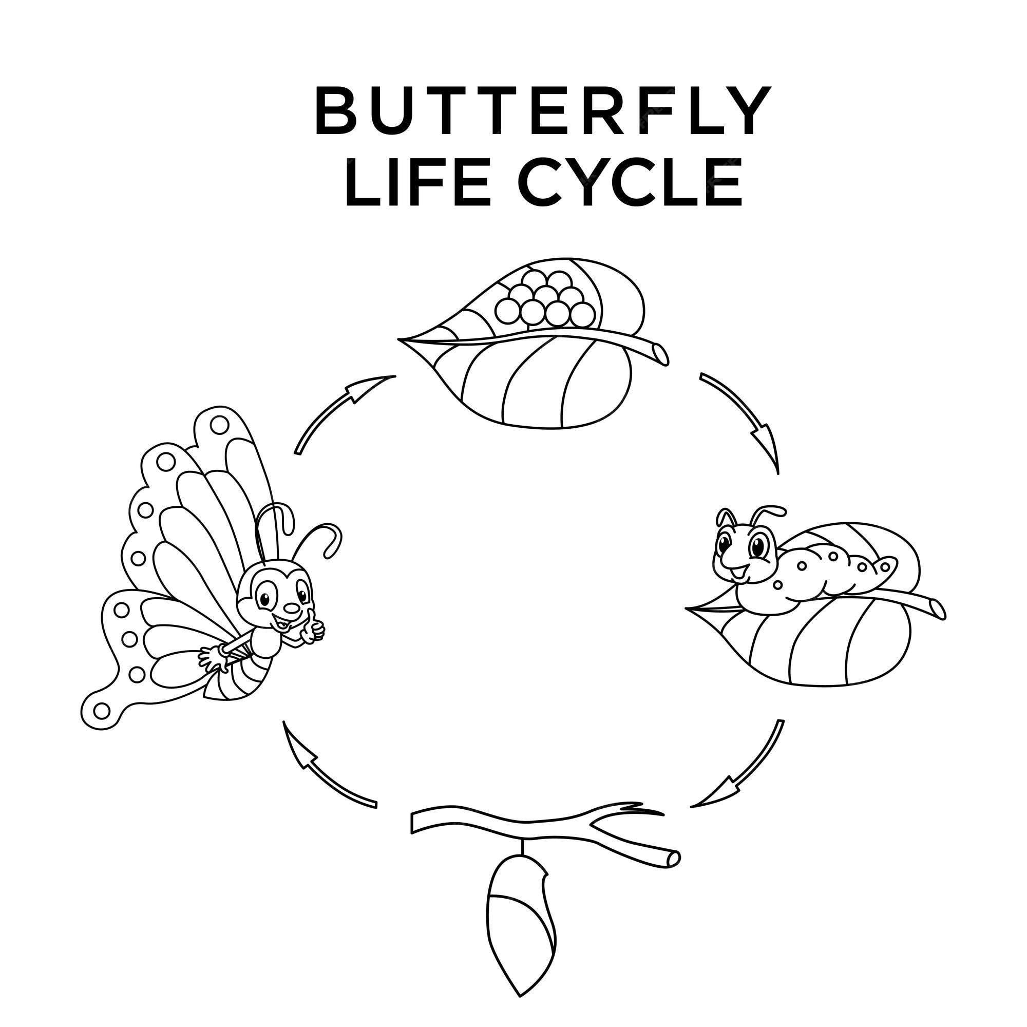 Premium vector cute butterfly life cycle cartoon characters vector illustration for kids coloring book