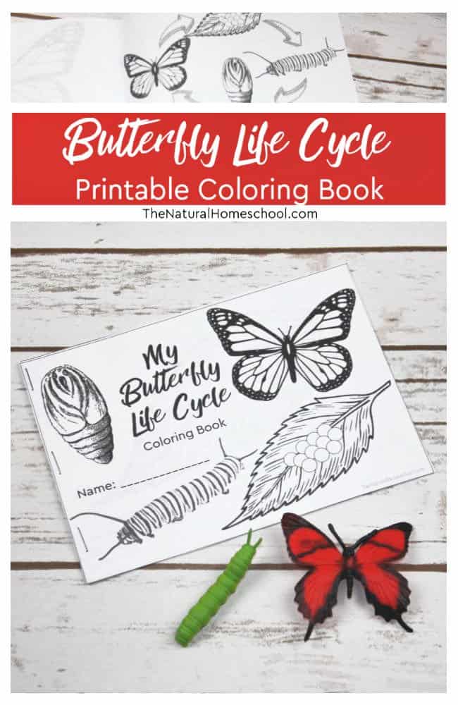 This sensational butterfly life cycle book printable will blow your mind