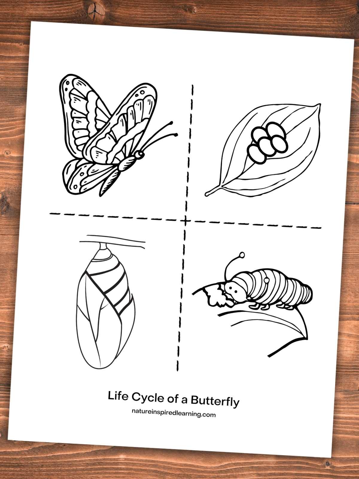 Life cycle of a butterfly coloring pages