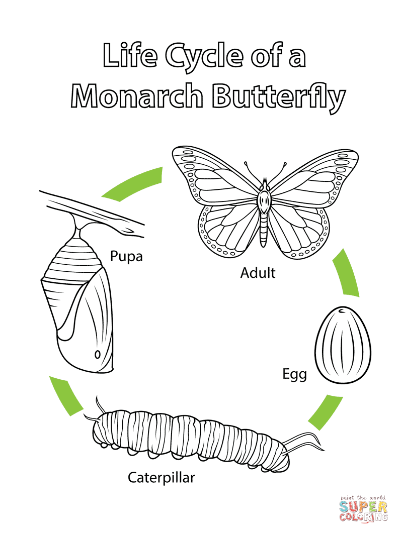 Life cycle of a monarch butterfly coloring page free printable coloring pages