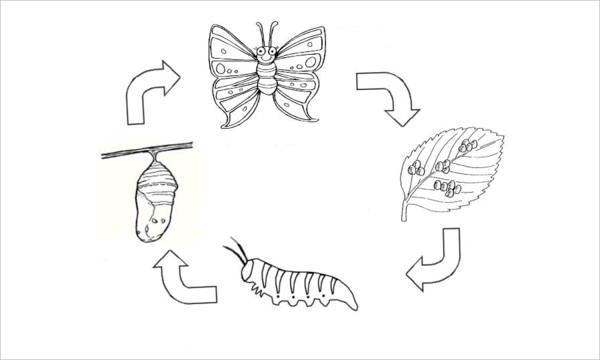 Butterfly coloring pages