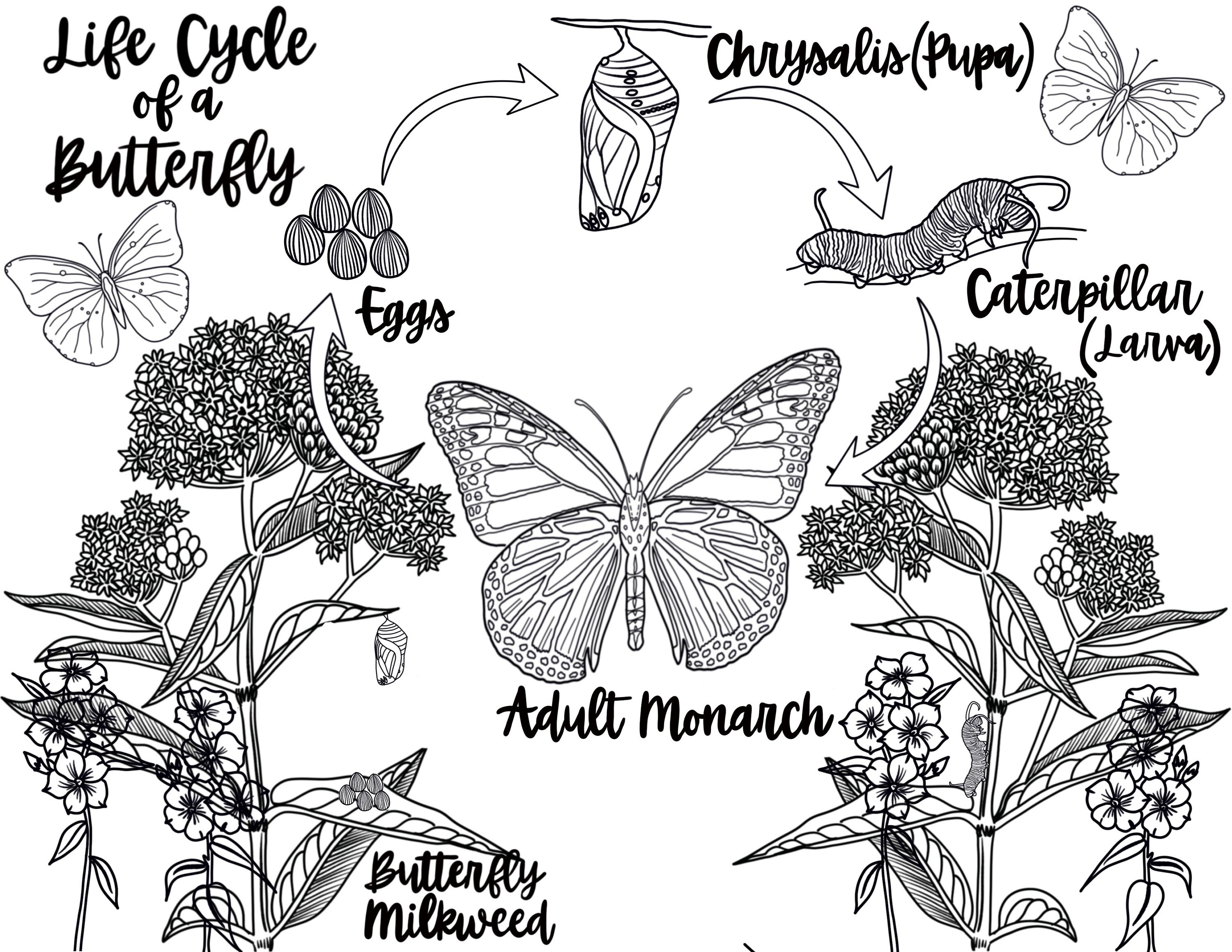 Realistic butterfly coloring pages coloring pages for adultscoloring pages for kids nature coloring pages printable coloring pagesmoths