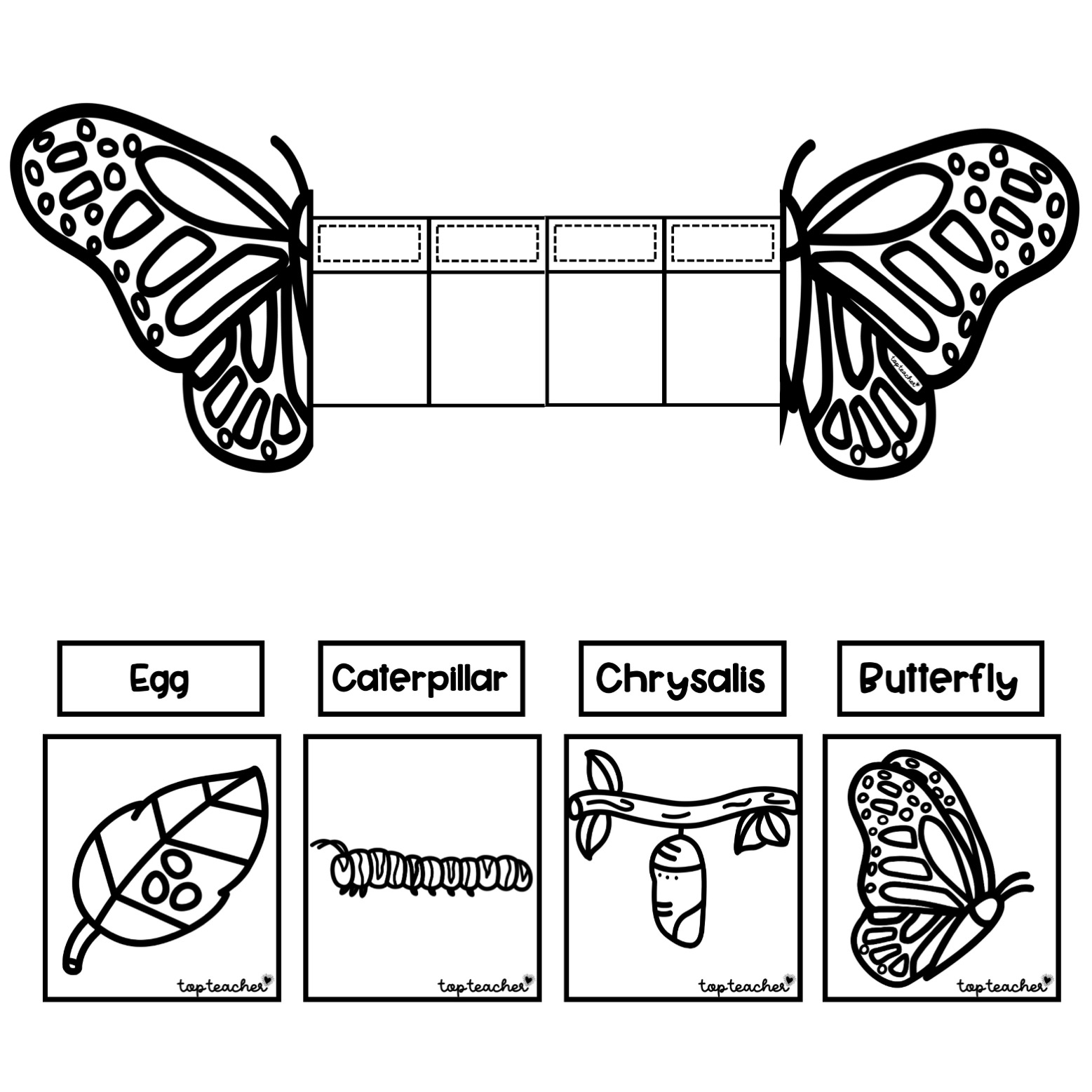 Butterfly life cycle foldable