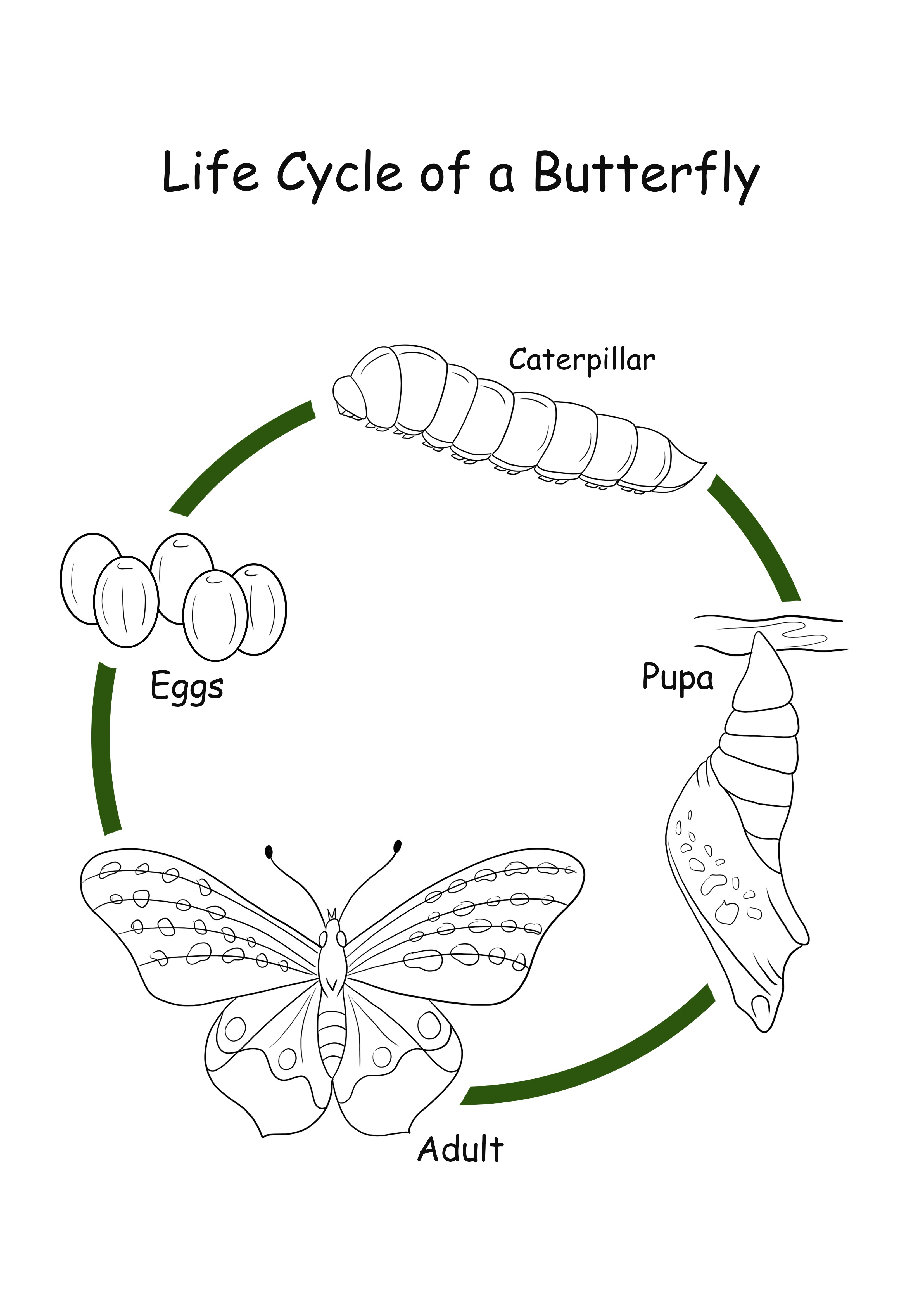 Life cycle of a butterfly coloring page free to download