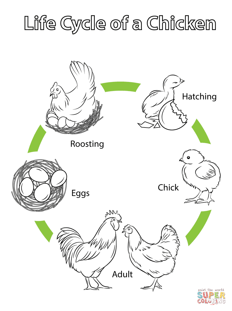 Life cycle of a chicken coloring page free printable coloring pages