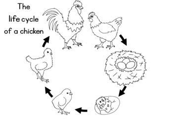 Chicken life cycle worksheet by little blue orange tpt