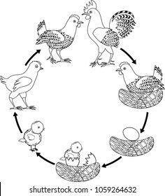 Chicken life cycle stages chicken growth stock vector royalty free