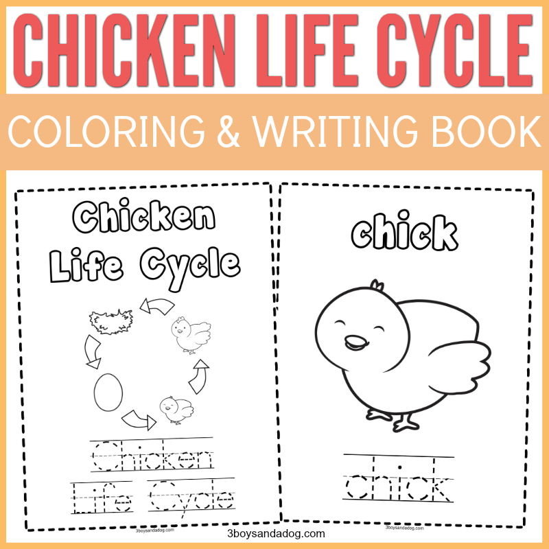 Chicken life cycle coloring and writing pages for home learning and fun