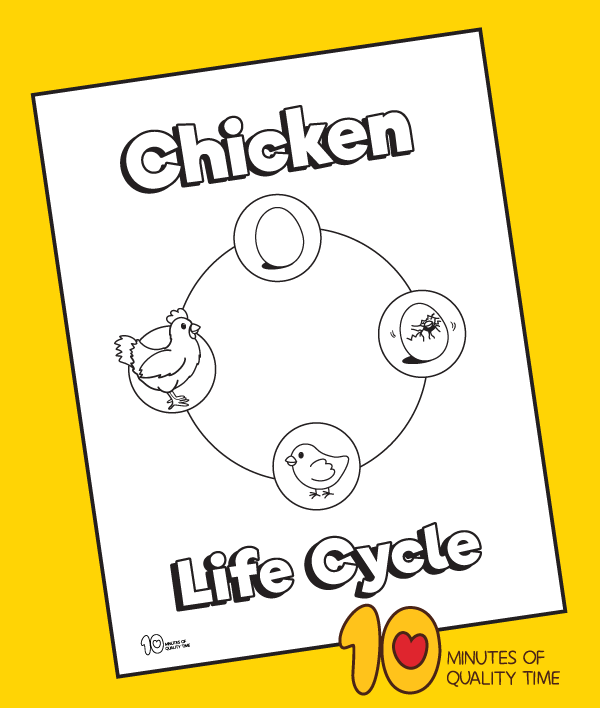 Life cycle of a chicken coloring page â minutes of quality time