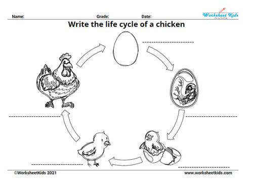 Life cycle of a chicken for kids worksheet