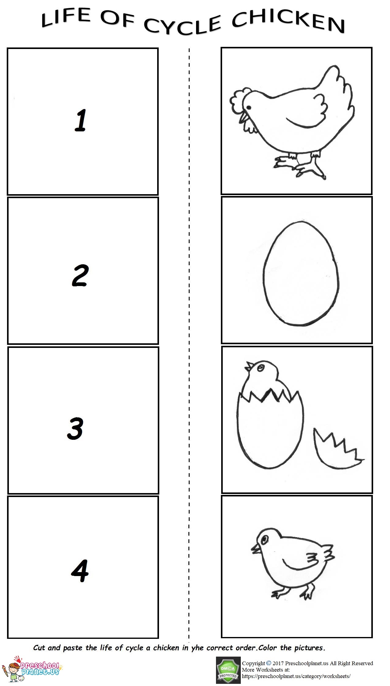The life cycle of a chicken worksheet â