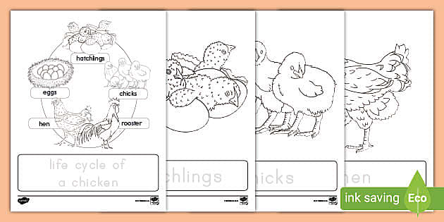 Life cycle of a chicken trace and lor activity