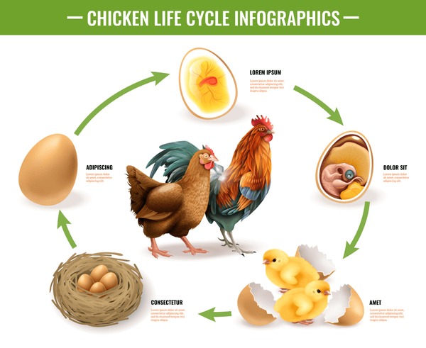 Hundred chicken life cycle royalty