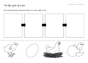 Hen life cycle printables for primary school
