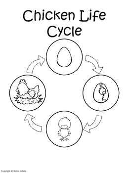 Chicken life cycle life cycle of a chicken sequencing card craft