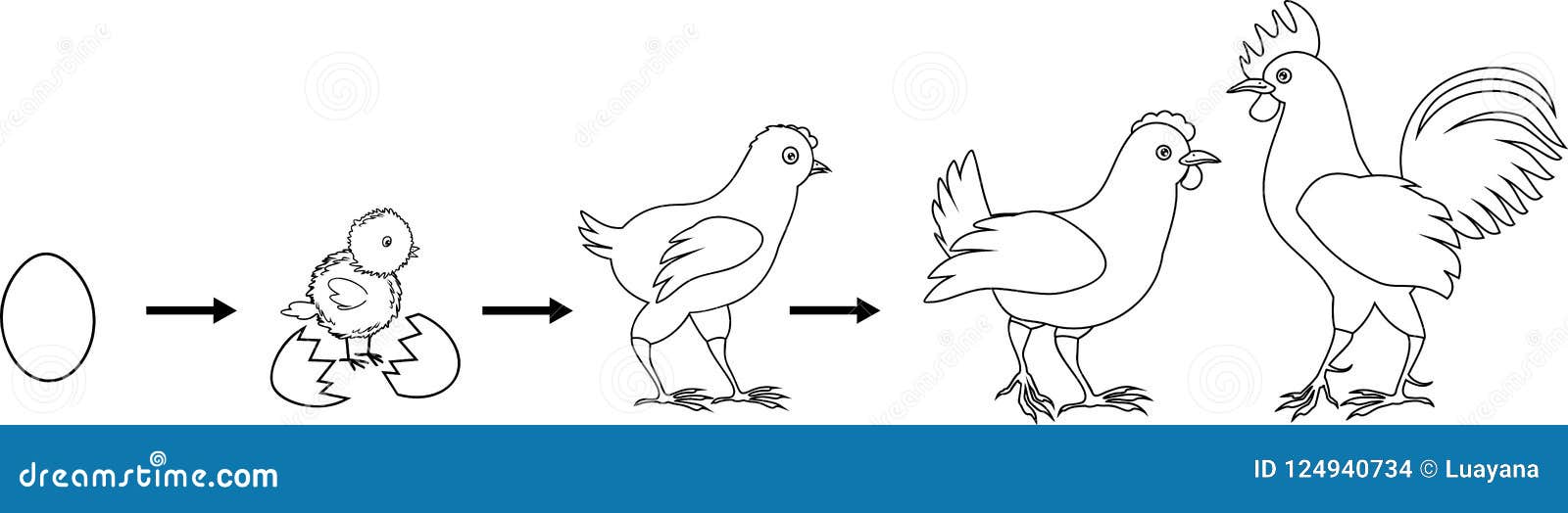 Coloring page stages of chicken growth from egg to adult bird stock vector
