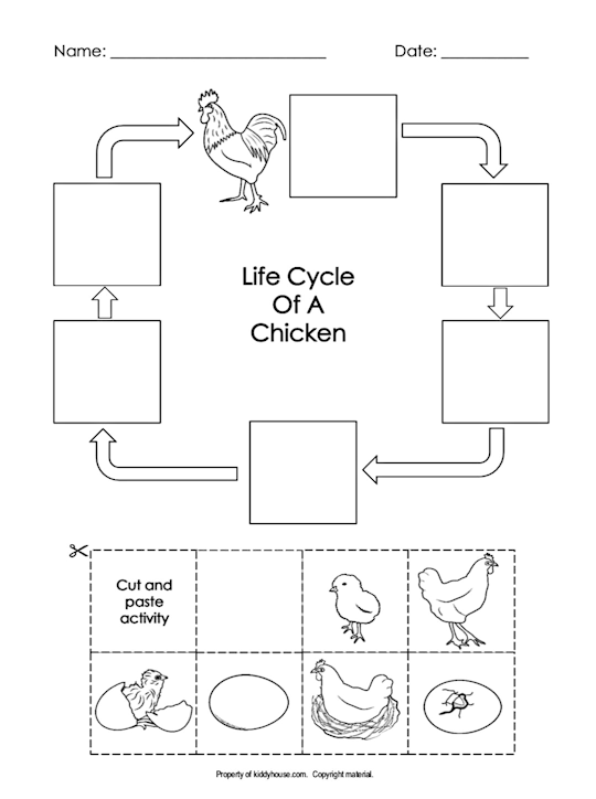 Chicken worksheets
