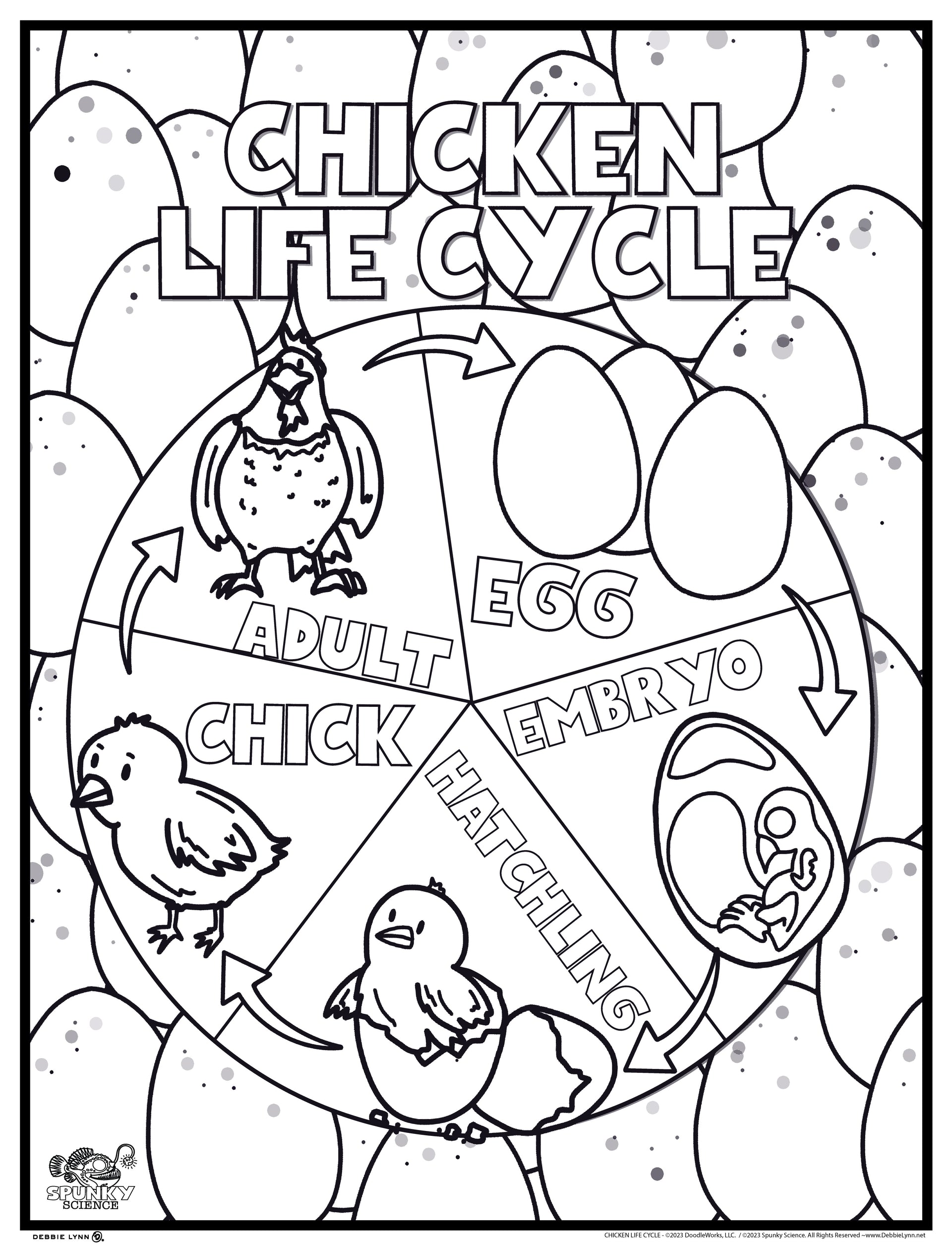 Chicken life cycle spunky science personalized giant coloring poster â debbie lynn