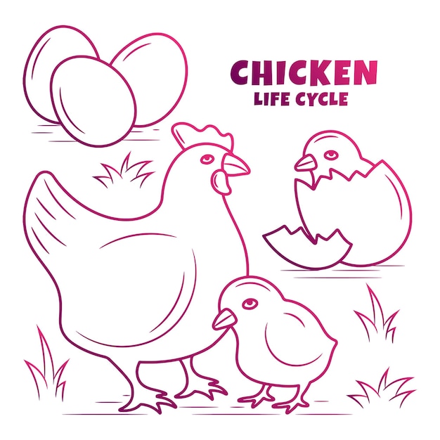 Premium vector chicken life cycle illustration with hand drawn gradient outline style