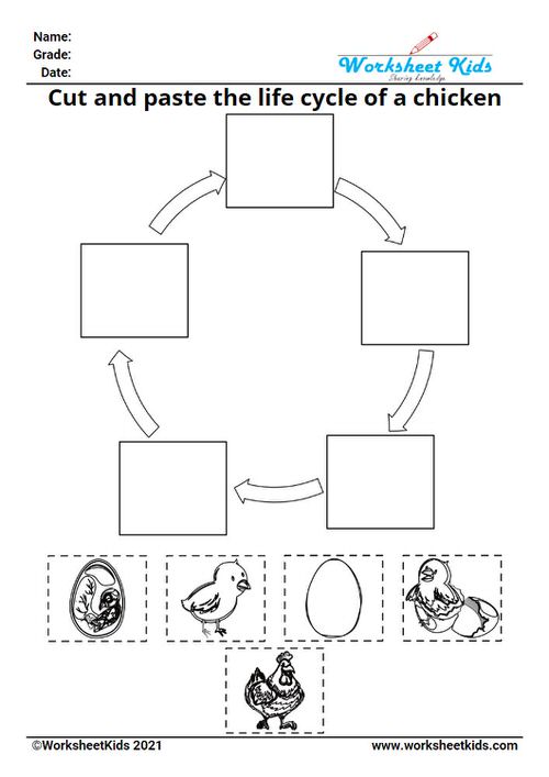 Life cycle of a chicken for kids worksheet