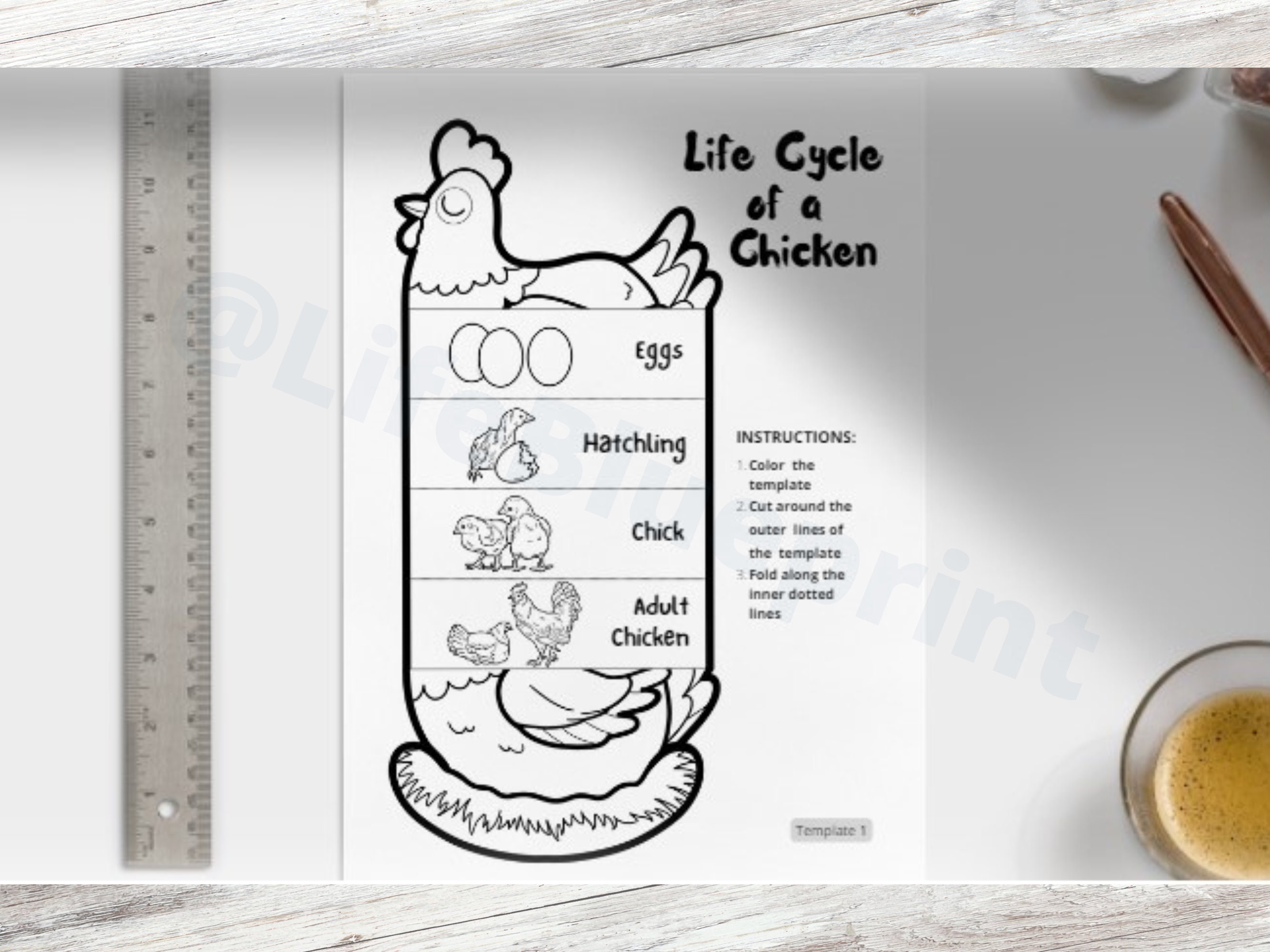 Foldable chicken life cycle learning activity for kids a and x inch digital download montessori learning