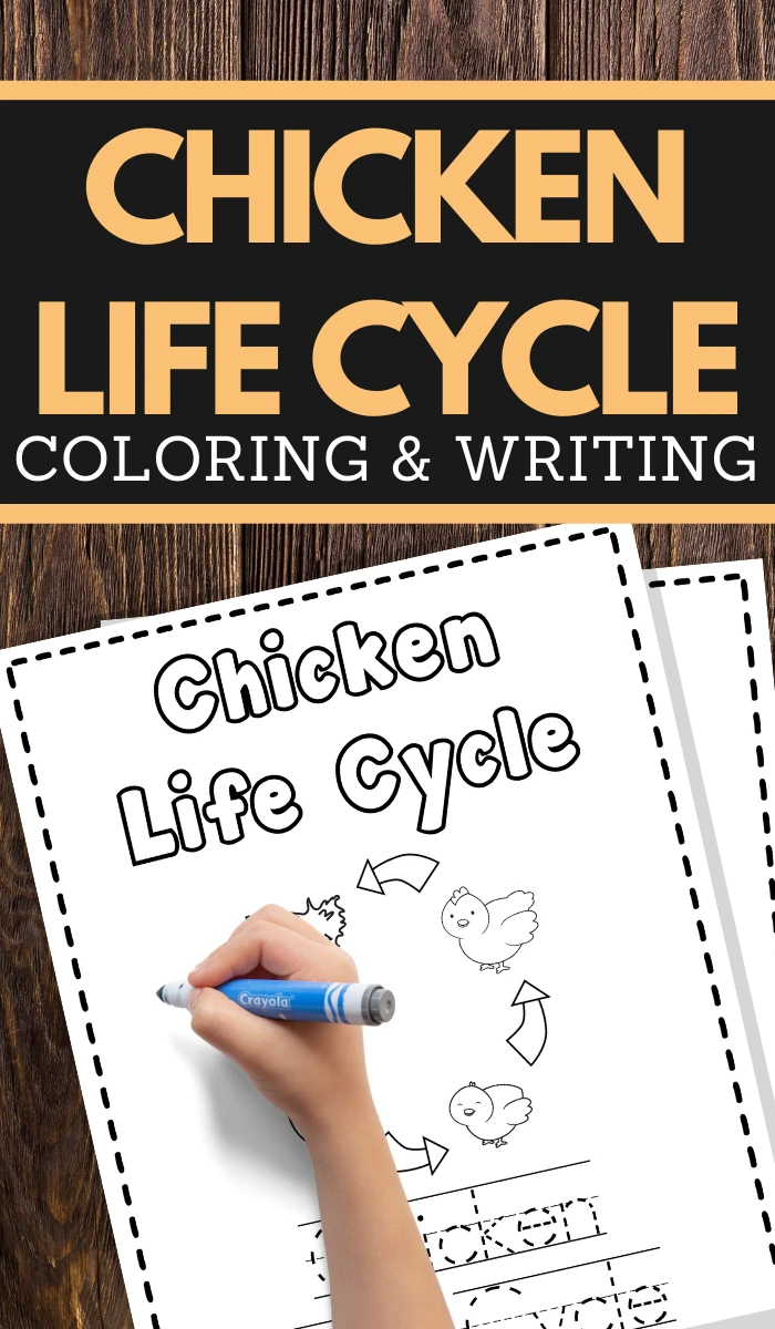 Chicken life cycle coloring and writing pages for home learning and fun
