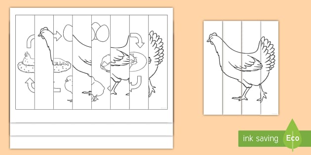 Hen life cycle agamographs colouring pages teacher