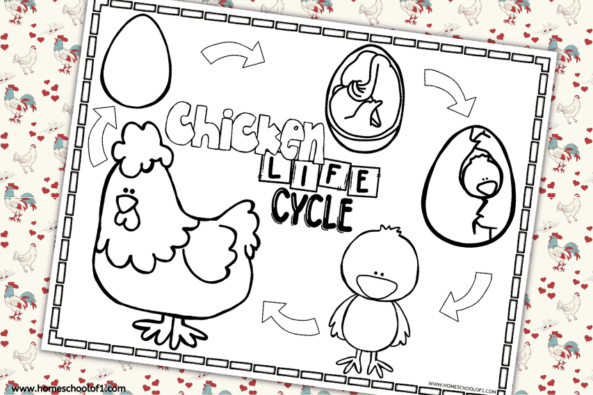 Free chicken life cycle coloring page